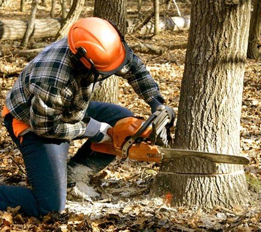 Tree Removal in East Baldwin, ME